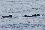 Long finned Pilot whales at sea