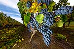 Grapes ready for harvest