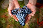 Freshly picked grapes