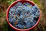 Grapes harvested