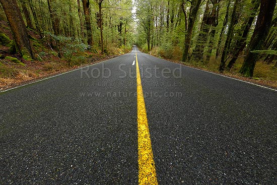  Sound passing through lush Red Beech forest Nothofagus fusca in the 