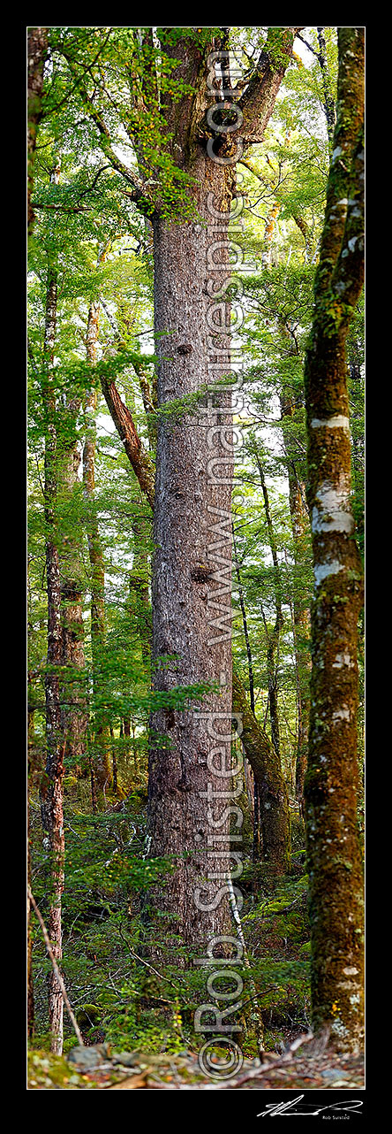 Giant Red Beech tree inside beech forest interior Nothofagus fusca