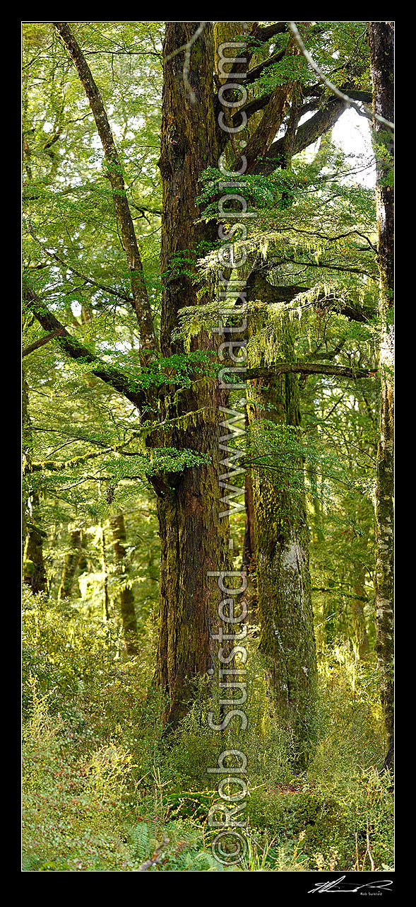 Large Red Beech tree inside beech forest interior Nothofagus fusca 