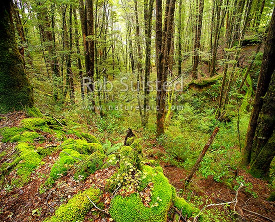 Red Beech forest interior Nothofagus fusca in Eglinton Valley 