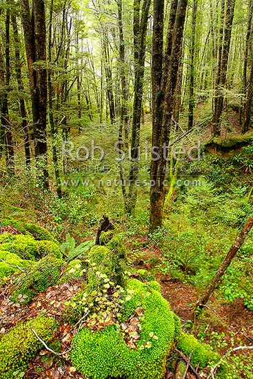 Red Beech forest interior Nothofagus fusca in Eglinton Valley 