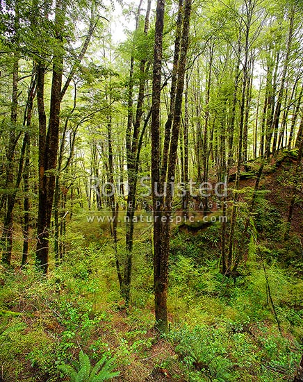 Red Beech forest interior Nothofagus fusca in Eglinton Valley 