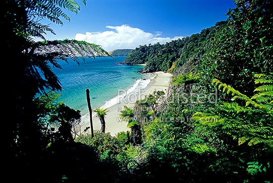 Maori Beach in Wooding Bay, Rakiura Great Walk track, Rakiura National Park, Stewart Island District, Southland Region, New Zealand (NZ)