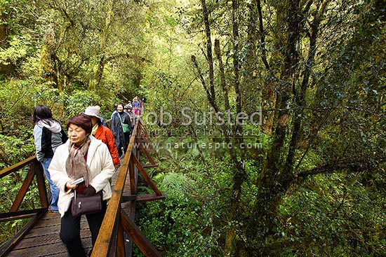 Asian tourists in native forest, The Chasm short stop walk, off Milford-Te Anau Road, Fiordland National Park, Milford Sound, Fiordland National Park, Southland District, Southland Region, New Zealand (NZ)