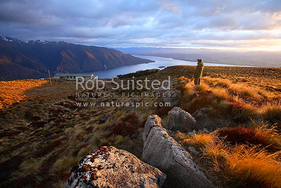 Tramper / Hiker at sunrise on Luxmore Hut, first hut on Kepler Track Great Walk. Lake Te Anau and Murchison Mountains beyond. Dawn, Fiordland National Park, Southland District, Southland Region, New Zealand (NZ)