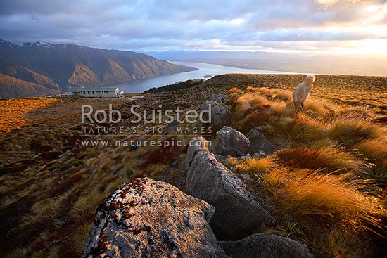 Tramper / Hiker at sunrise on Luxmore Hut, first hut on Kepler Track Great Walk. Lake Te Anau and Murchison Mountains beyond. Dawn, Fiordland National Park, Southland District, Southland Region, New Zealand (NZ)