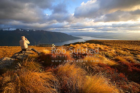 Tramper / Hiker photographing sunrise on Luxmore Hut, first hut on Kepler Track Great Walk. Lake Te Anau beyond, Fiordland National Park, Southland District, Southland Region, New Zealand (NZ)