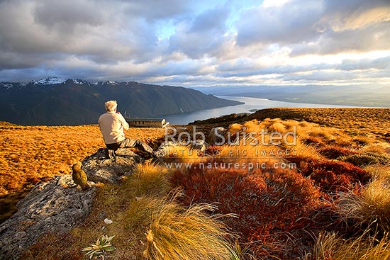 Tramper / Hiker photographing sunrise on Luxmore Hut, first hut on Kepler Track Great Walk. Kea bird (Nestor notabilis) watching on. Lake Te Anau beyond, Fiordland National Park, Southland District, Southland Region, New Zealand (NZ)