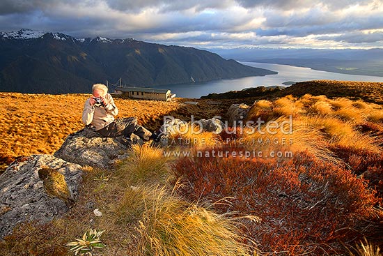 Tramper / Hiker photographing Kea bird (Nestor notabilis) with sunrise on Luxmore Hut, first hut on Kepler Track Great Walk. Lake Te Anau beyond, Fiordland National Park, Southland District, Southland Region, New Zealand (NZ)