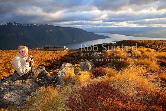 Tramper / Hiker photographing Kea bird (Nestor notabilis) with sunrise on Luxmore Hut, first hut on Kepler Track Great Walk. Lake Te Anau beyond, Fiordland National Park, Southland District, Southland Region, New Zealand (NZ)