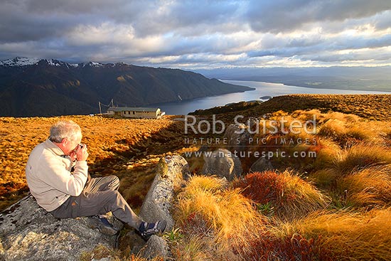 Tramper / Hiker photographing Kea bird (Nestor notabilis) on log with sunrise on Luxmore Hut, first hut on Kepler Track Great Walk. Lake Te Anau beyond, Fiordland National Park, Southland District, Southland Region, New Zealand (NZ)