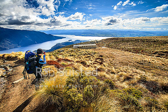 Tramper / Hiker in tussock photographing Luxmore Hut, first hut on Kepler Track Great Walk. Lake Te Anau beyond, Fiordland National Park, Southland District, Southland Region, New Zealand (NZ)