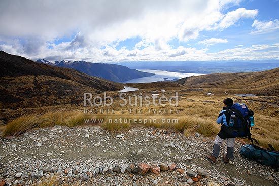 Tramper / Hiker on Kepler Track Great Walk. Lake Te Anau beyond, Fiordland National Park, Southland District, Southland Region, New Zealand (NZ)