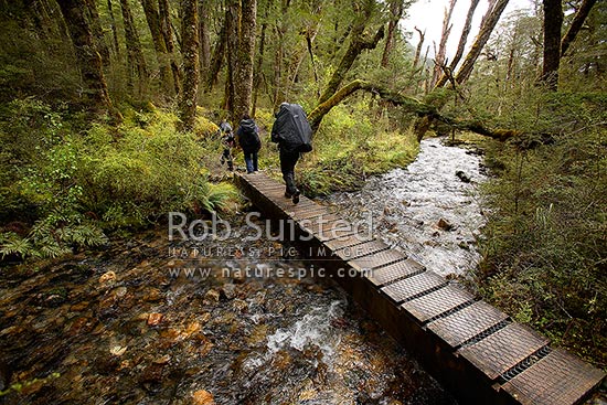 Trampers / hikers on the Kepler Track Great Walk, crossing a foot bridge, beech forest, in the Iris Burn River valley, Fiordland National Park, Southland District, Southland Region, New Zealand (NZ)