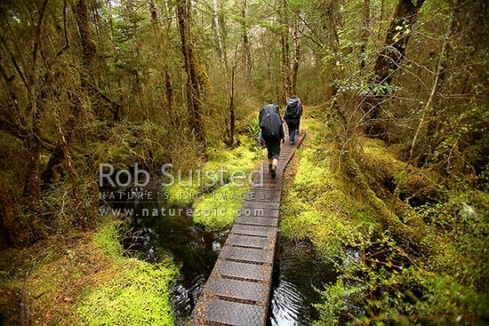 Trampers / hikers on the Kepler Track Great Walk, crossing a boardwalk over swamp in beech forest, Fiordland National Park, Southland District, Southland Region, New Zealand (NZ)