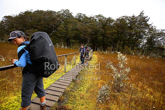 Trampers / hikers on the Kepler Track Great Walk, crossing a boardwalk over sphagnum moss swamp, Fiordland National Park, Southland District, Southland Region, New Zealand (NZ)