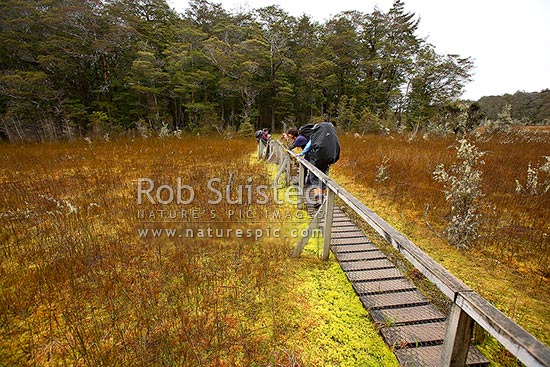 Trampers / hikers on the Kepler Track Great Walk, crossing a boardwalk over sphagnum moss swamp, Fiordland National Park, Southland District, Southland Region, New Zealand (NZ)