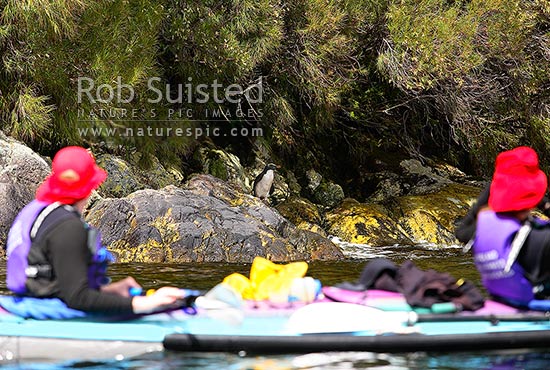 Wilderness double sea kayakers viewing Fiordland crested penguin (Eudyptes pachyrhynchus), Doubtful Sd, Fiordland National Park, Doubtful Sound, Fiordland, Southland District, Southland Region, New Zealand (NZ)