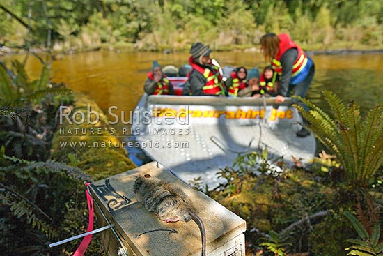 A dead rat on top of a predator trap on the Wairaurahiri River that the Wjet company sponsors and maintains., Waitutu Forest, Fiordland, Southland District, Southland Region, New Zealand (NZ)