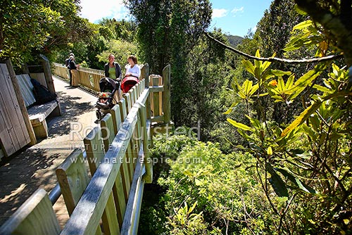 Visitors to Otari-Wilton’s Bush Reserve 75-metre-long canopy walkway through native trees - Rewarewa etc. Wellington, Wadestown, Wellington City District, Wellington Region, New Zealand (NZ)