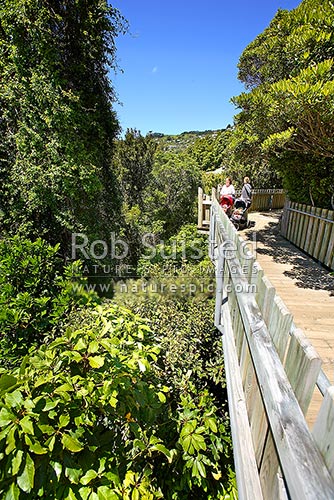 Visitors to Otari-Wilton’s Bush Reserve 75-metre-long canopy walkway through native trees - Rewarewa etc. Wellington, Wadestown, Wellington City District, Wellington Region, New Zealand (NZ)