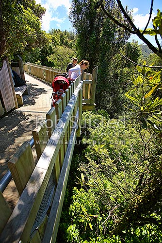 Visitors to Otari-Wilton’s Bush Reserve 75-metre-long canopy walkway through native trees - Rewarewa etc. Wellington, Wadestown, Wellington City District, Wellington Region, New Zealand (NZ)