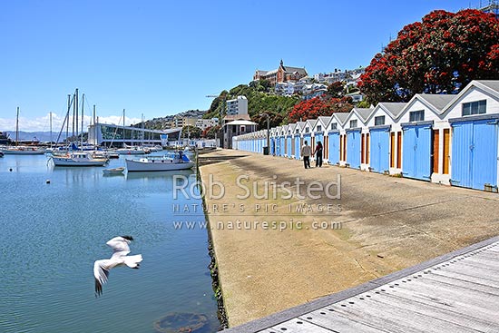 Clyde Quay Marina boat harbour and boat sheds. Oriental Bay Parade with St Gerards Monastery above. Pohutukawas flowering and flying gull, Wellington, Wellington City District, Wellington Region, New Zealand (NZ)