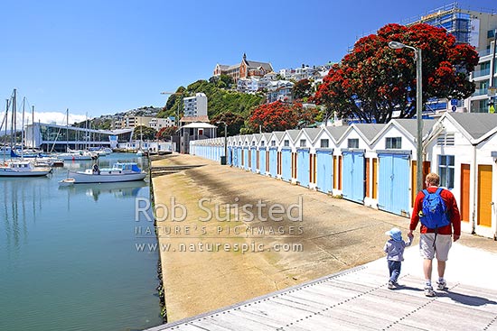 Father and son by Clyde Quay boat harbour and boat sheds. Oriental Bay Parade. Pohutukawas flowering, Wellington, Wellington City District, Wellington Region, New Zealand (NZ)