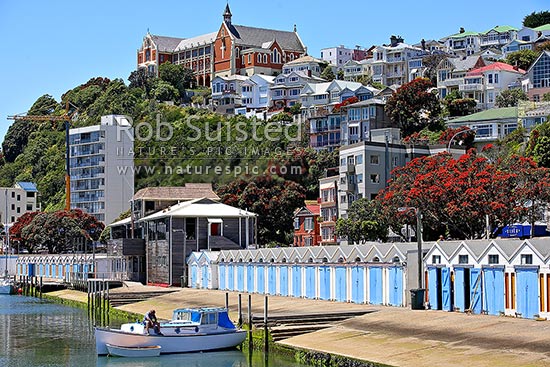 Boat repairs in Clyde Quay Boat Harbour Marina, Boatsheds beyond. Saint St Gerard's Monastery above. Flowering pohutukawa trees. Oriental Bay Parade area, Wellington, Wellington City District, Wellington Region, New Zealand (NZ)