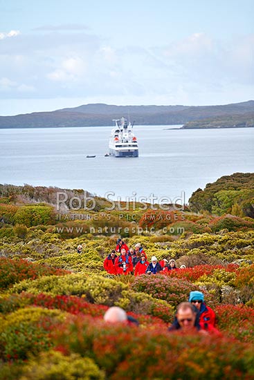 Tourists visiting Endery Island, above Port Ross; tourist ship MV Orion on the ocean. World Heritage Site, Enderby Island, Auckland Islands, NZ Sub Antarctic District, NZ Sub Antarctic Region, New Zealand (NZ)