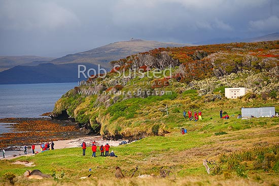 Tourists visiting Enderby Island, with main Auckland Island beyond. New Zealand Sea lions (Phocarctos hookeri) and flowering Southern Rata (Metrodsideros Umbellata). World Heritage Site, Enderby Island, Auckland Islands, NZ Sub Antarctic District, NZ Sub Antarctic Region, New Zealand (NZ)