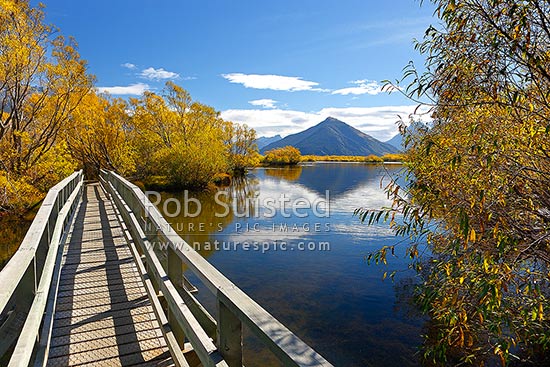 Mount Alfred / ari (1375m) above willow tree lined wetland and ponds, Glenorchy walkway in autumn colours, Glenorchy, Queenstown Lakes District, Otago Region, New Zealand (NZ)