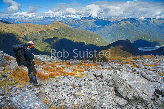 Looking across the Haast River valley from the Thomas Range. Tramper / hunter looking down Midnight ridge from near Mount Swindle (1588m). The Roaring Billy Valley left, Haast, Westland District, West Coast Region, New Zealand (NZ)