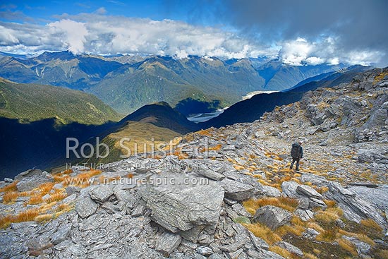 Looking across the Haast River valley from the Thomas Range. Tramper / hunter walking down Midnight ridge from near Mount Swindle (1588m). The Roaring Billy Valley left, Haast, Westland District, West Coast Region, New Zealand (NZ)