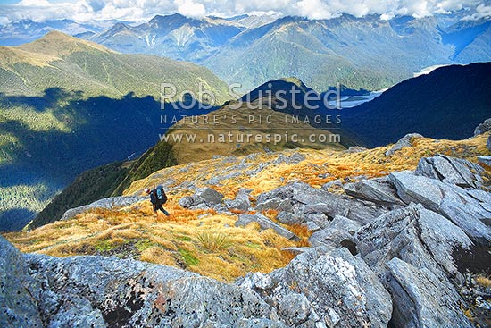 Looking across the Haast River valley from the Thomas Range. Tramper / hunter walking down Midnight ridge from near Mount Swindle (1588m). The Roaring Billy Valley left, Haast, Westland District, West Coast Region, New Zealand (NZ)