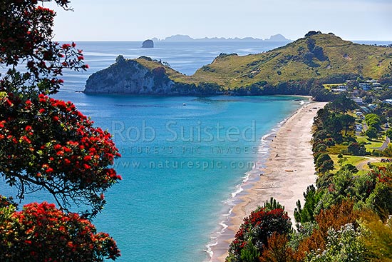 Looking along Hahei beach past Te Pare and Hereheretaura Point towards the Alderman Islands in the distance. Flowering Pohutukawa tree in summer, Hahei, Coromandel Peninsula, Thames-Coromandel District, Waikato Region, New Zealand (NZ)