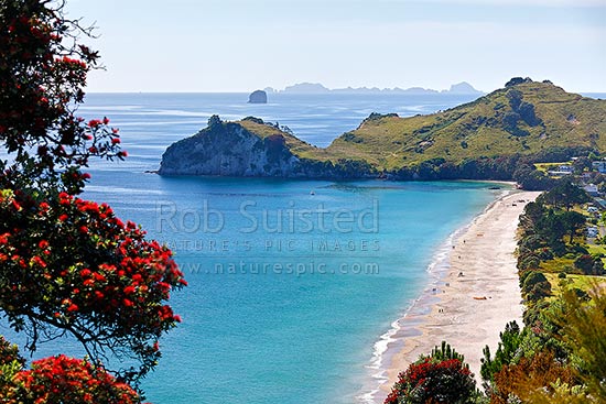 Looking along Hahei beach past Te Pare and Hereheretaura Point towards the Alderman Islands in the distance. Flowering Pohutukawa tree in summer, Hahei, Coromandel Peninsula, Thames-Coromandel District, Waikato Region, New Zealand (NZ)