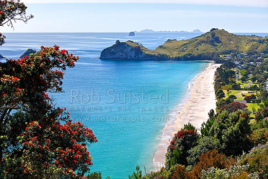 Looking along Hahei beach past Te Pare and Hereheretaura Point towards the Alderman Islands in the distance. Flowering Pohutukawa tree in summer, Hahei, Coromandel Peninsula, Thames-Coromandel District, Waikato Region, New Zealand (NZ)