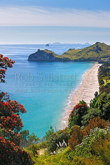 Looking along Hahei beach past Te Pare and Hereheretaura Point towards the Alderman Islands in the distance. Flowering Pohutukawa tree in summer, Hahei, Coromandel Peninsula, Thames-Coromandel District, Waikato Region, New Zealand (NZ)