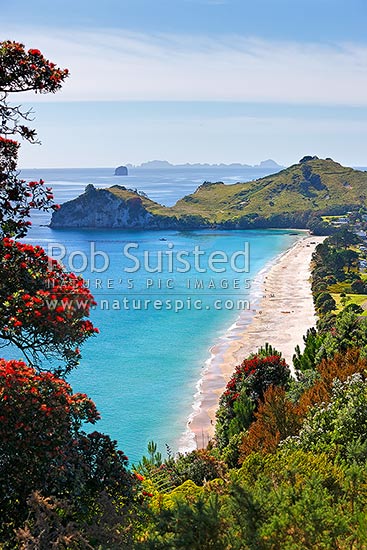 Looking along Hahei beach past Te Pare and Hereheretaura Point towards the Alderman Islands in the distance. Flowering Pohutukawa tree in summer, Hahei, Coromandel Peninsula, Thames-Coromandel District, Waikato Region, New Zealand (NZ)