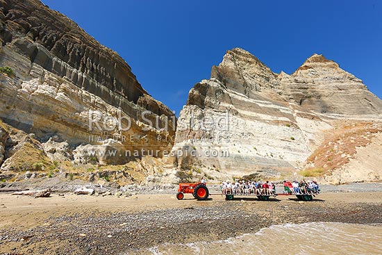 Gannet Beach Adventures taking visitors to the Cape Kidnappers gannet colony with famous tractors and trailers, below coastal cliffs with sectional outlook of river gravel and silt layers, Hawke's Bay, Hastings District, Hawke's Bay Region, New Zealand (NZ)