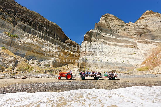 Gannet Beach Adventures taking visitors to the Cape Kidnappers gannet colony with famous tractors and trailers, below coastal cliffs with sectional outlook of river gravel and silt layers, Hawke's Bay, Hastings District, Hawke's Bay Region, New Zealand (NZ)