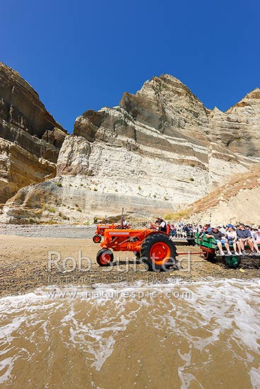 Gannet Beach Adventures taking visitors to the Cape Kidnappers gannet colony with famous tractors and trailers, below coastal cliffs with sectional outlook of river gravel and silt layers, Hawke's Bay, Hastings District, Hawke's Bay Region, New Zealand (NZ)