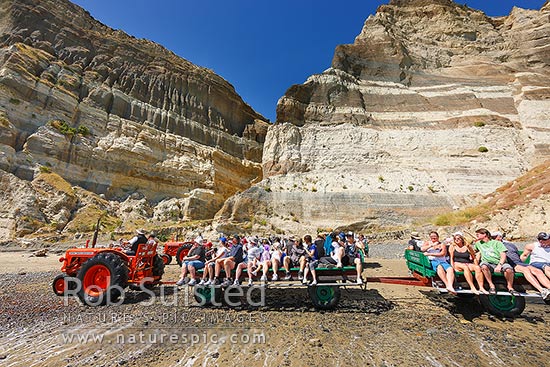 Gannet Beach Adventures taking visitors to the Cape Kidnappers gannet colony with famous tractors and trailers, below coastal cliffs with sectional outlook of river gravel and silt layers, Hawke's Bay, Hastings District, Hawke's Bay Region, New Zealand (NZ)