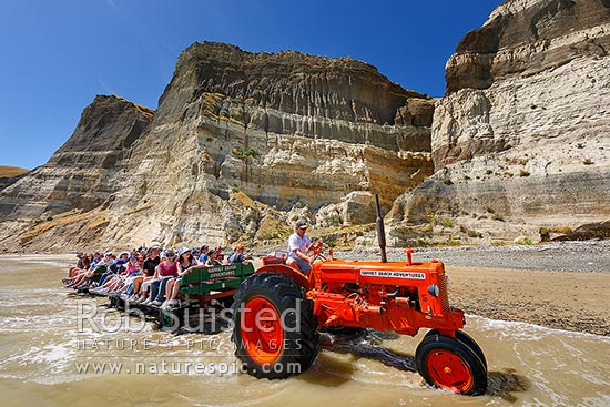 Gannet Beach Adventures taking visitors to the Cape Kidnappers gannet colony with famous tractors and trailers, below coastal cliffs with sectional outlook of river gravel and silt layers, Hawke's Bay, Hastings District, Hawke's Bay Region, New Zealand (NZ)