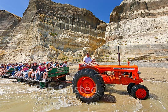 Gannet Beach Adventures taking visitors to the Cape Kidnappers gannet colony with famous tractors and trailers, below coastal cliffs with sectional outlook of river gravel and silt layers, Hawke's Bay, Hastings District, Hawke's Bay Region, New Zealand (NZ)